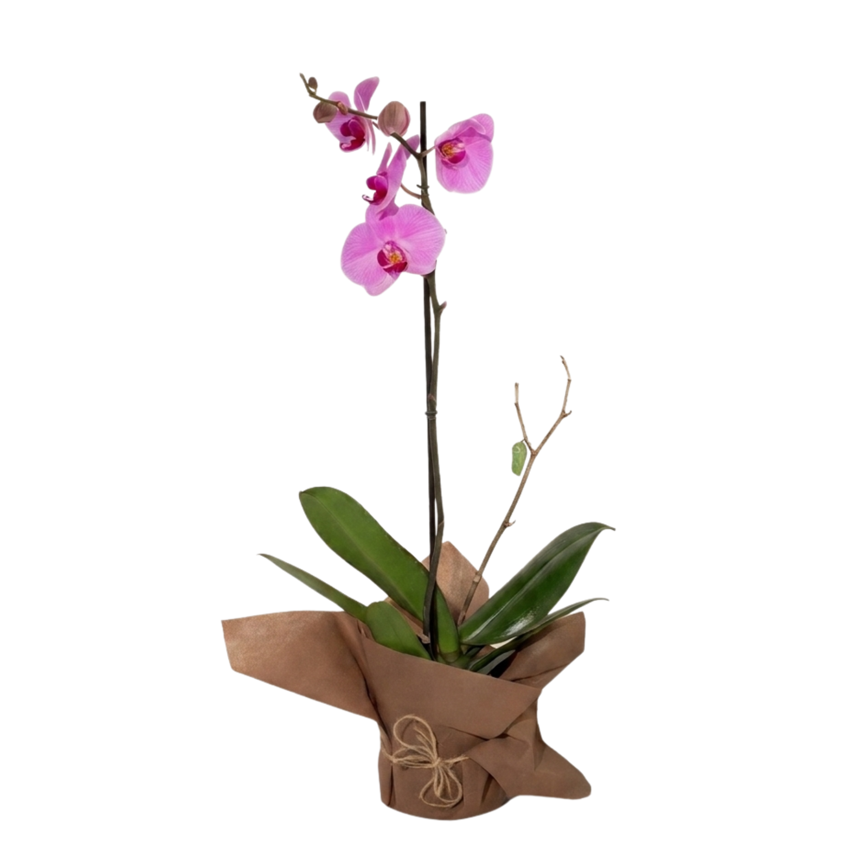 Orquídea y Crisálida en Vara de Mariposa Monarca