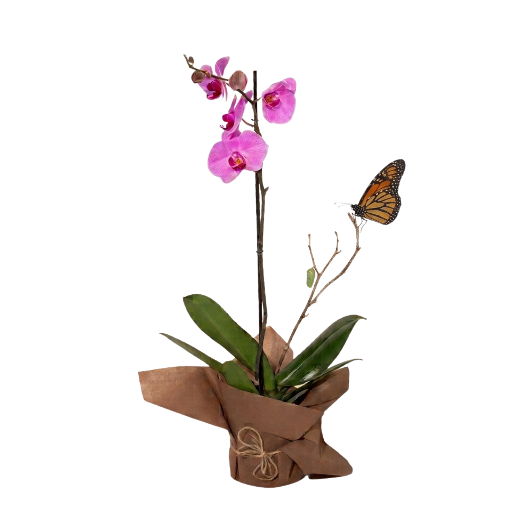 Orquídea y Crisálida en Vara de Mariposa Monarca