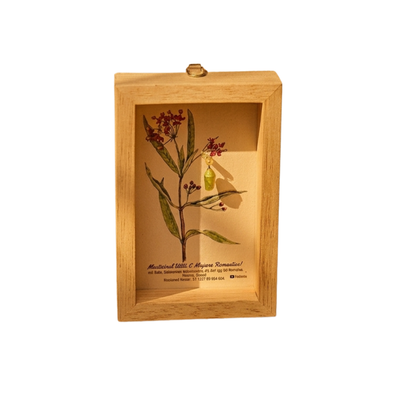 Cuadro con Crisálida de Mariposa Monarca