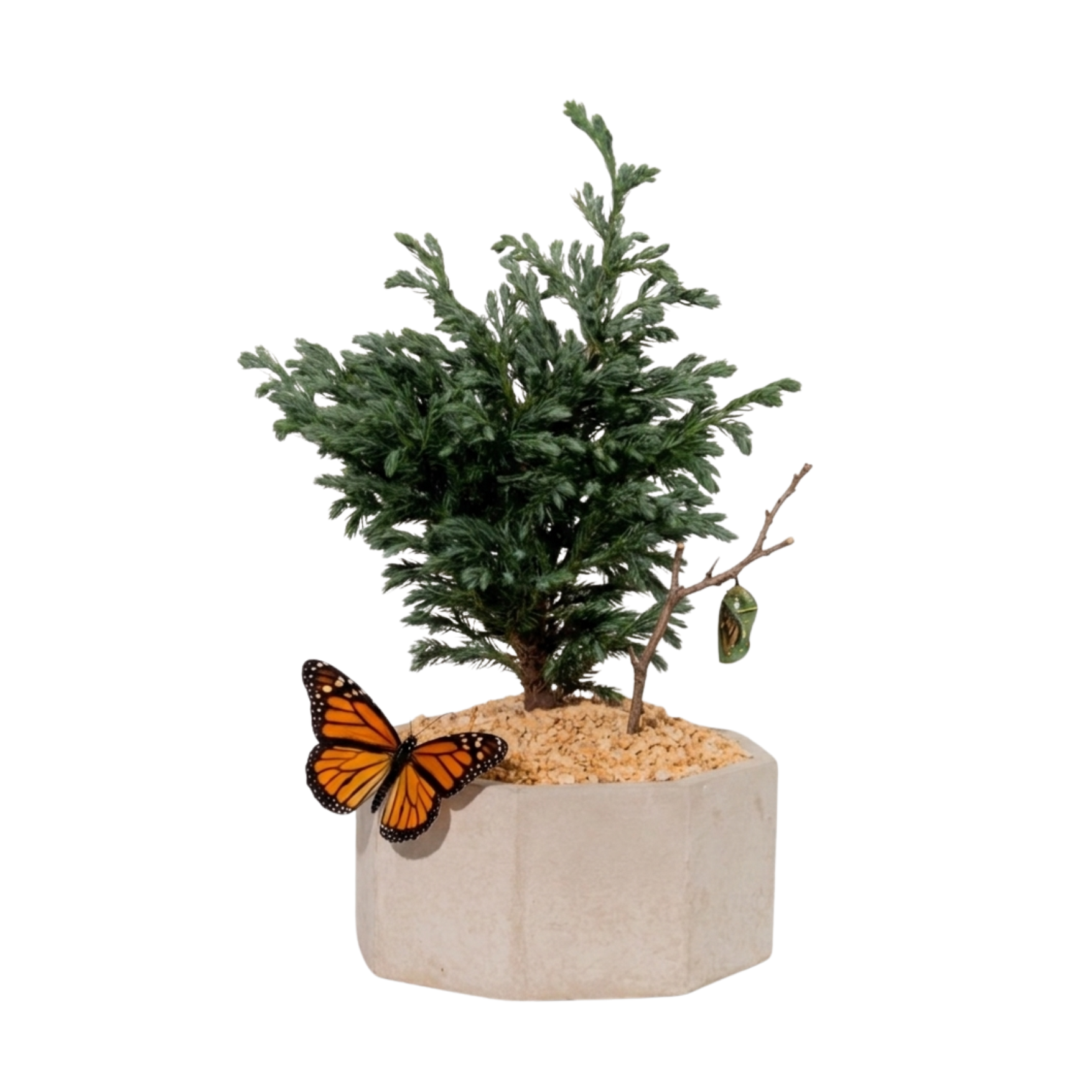Bonsai y Crisálida en Vara de Mariposa Monarca