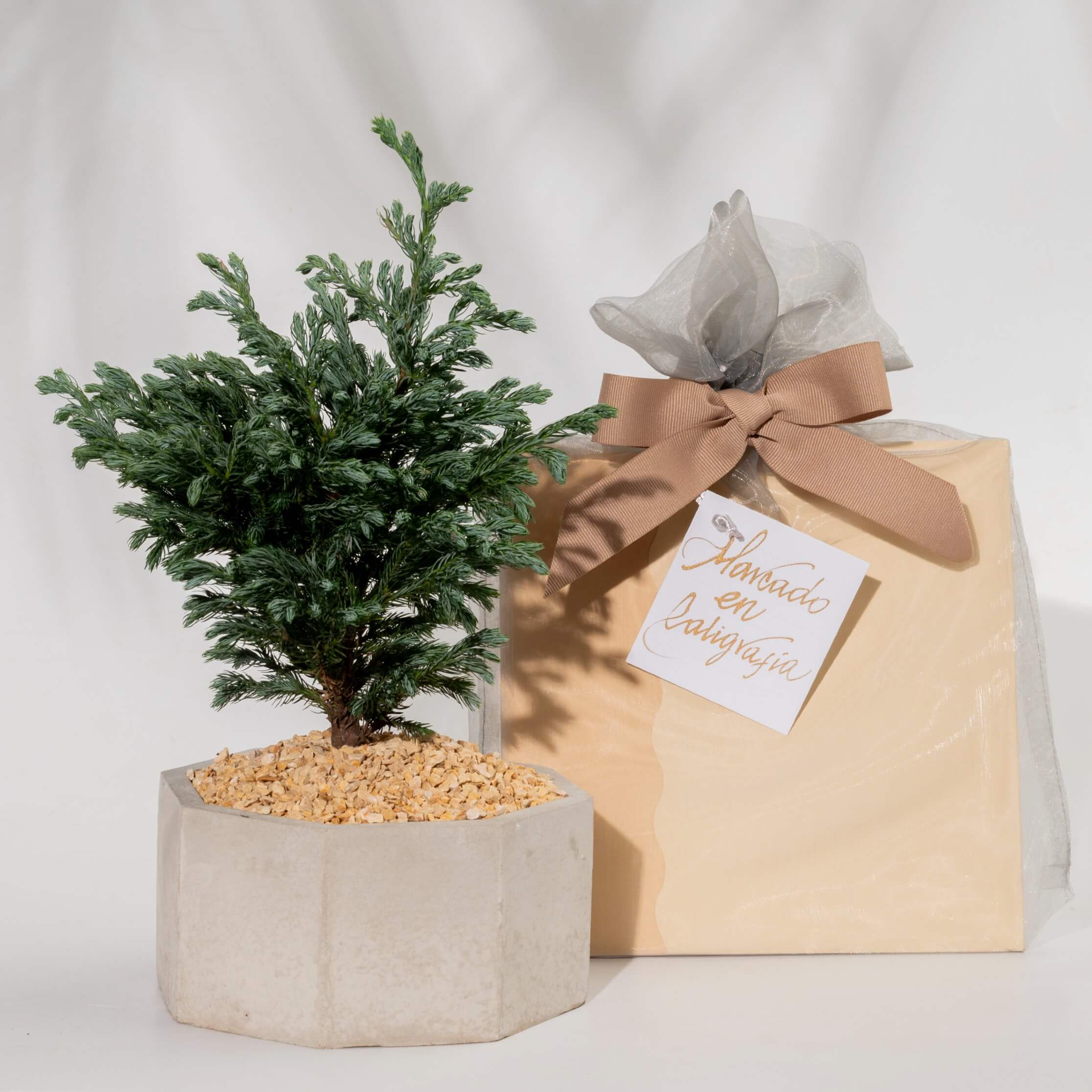 Bono de Pésame en bolsa de tela de organza 2025 con Bonsai