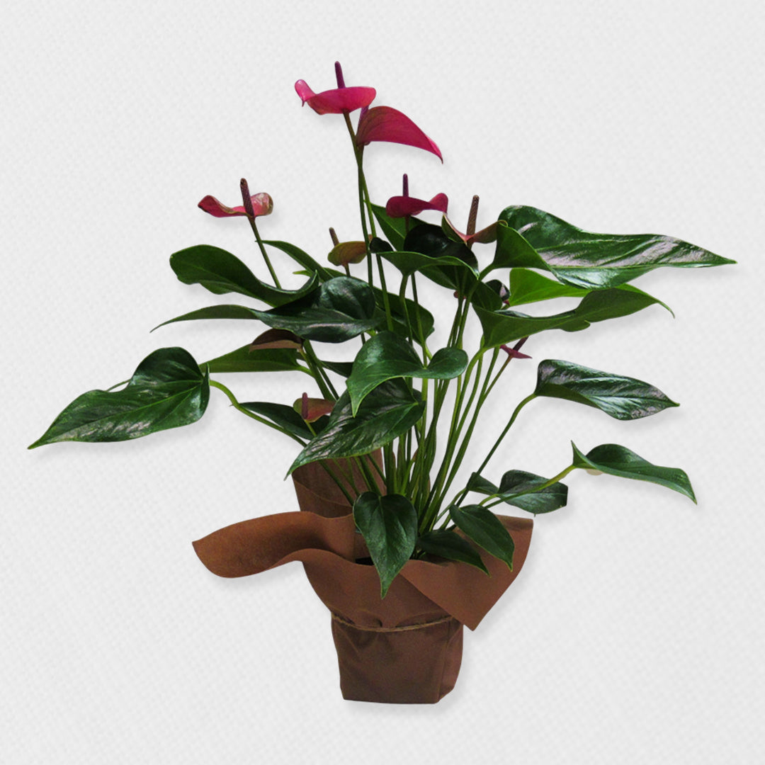 Adiciones - Plantas y Siembra de árbol