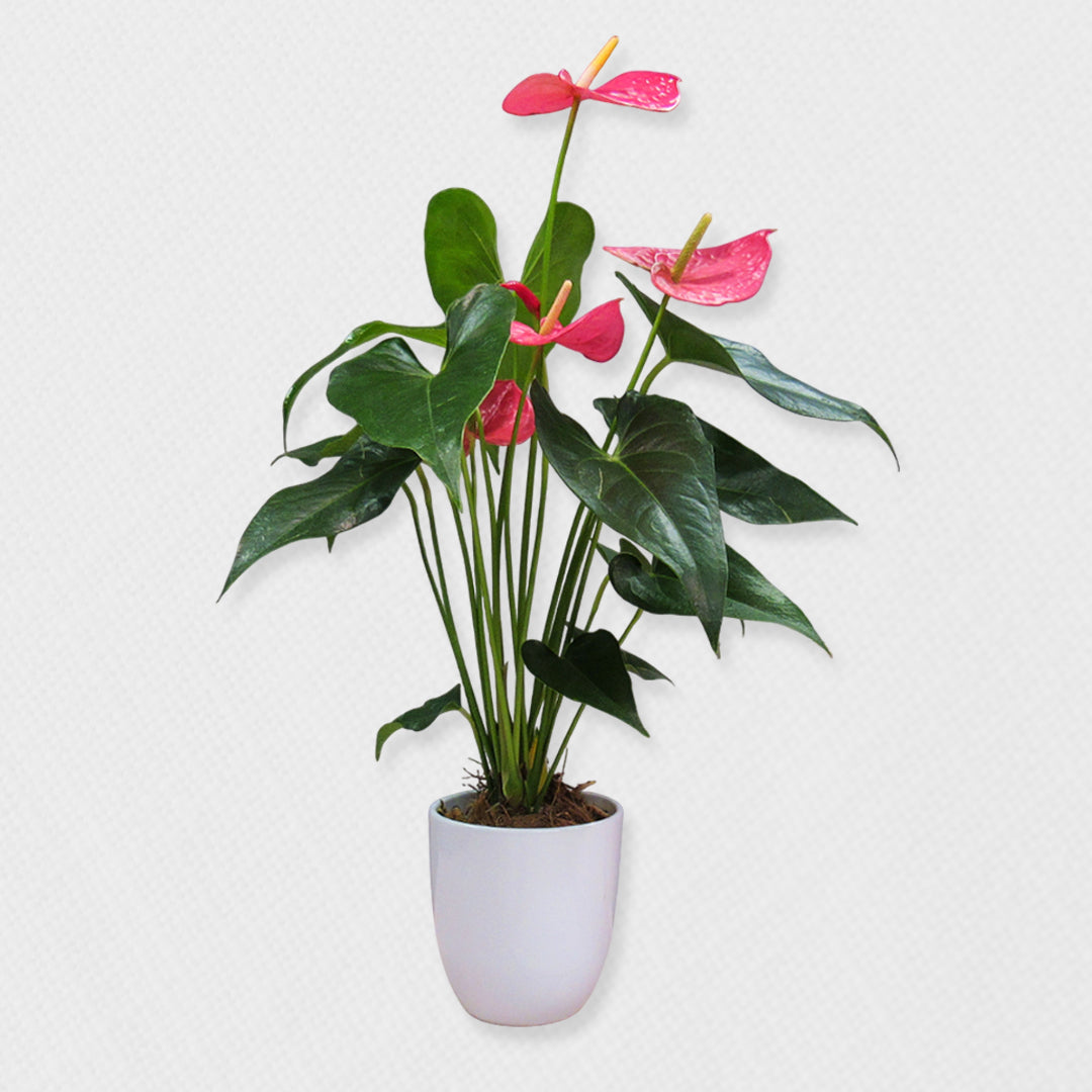 Bono de Pésame en caja y planta en matera