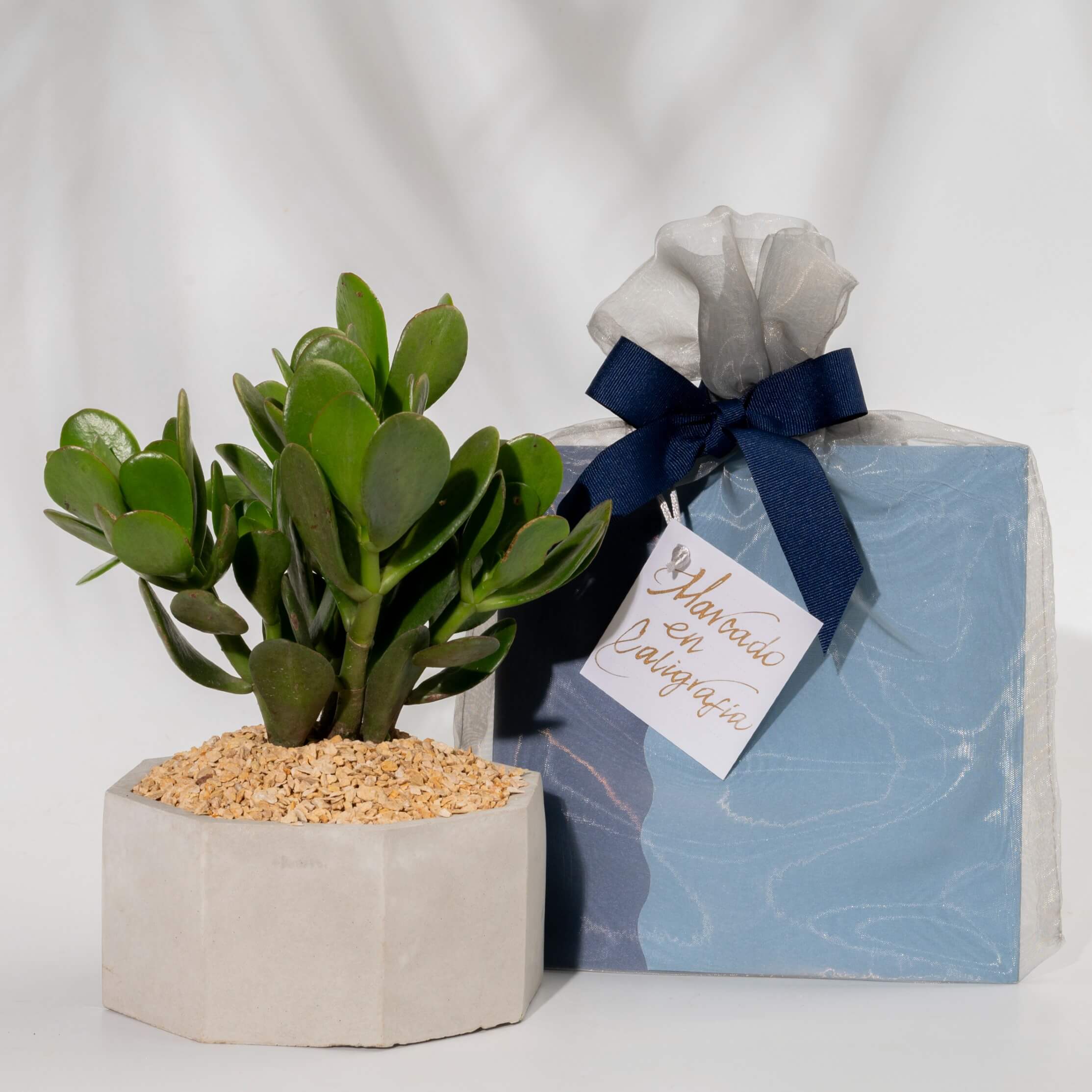 Bono de Pésame en bolsa de tela de organza 2025 con Bonsai