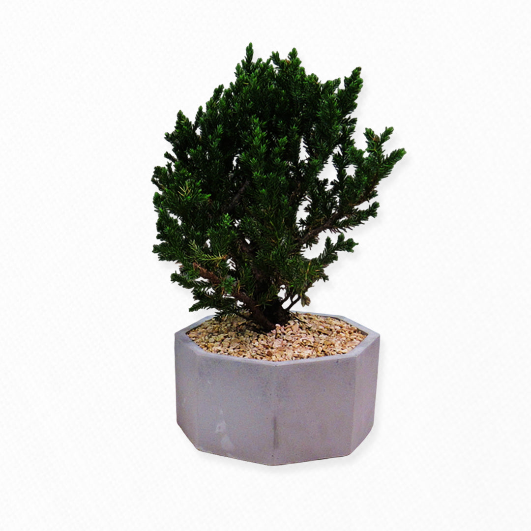 Adiciones - Plantas y Siembra de árbol