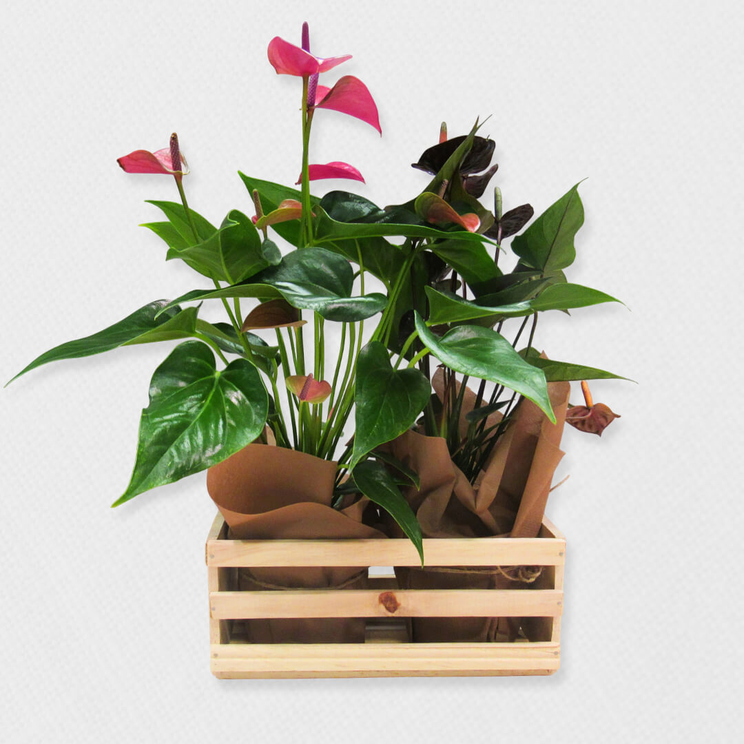 Bono de Toda Ocasión en sobre y dos plantas en contenedor de madera