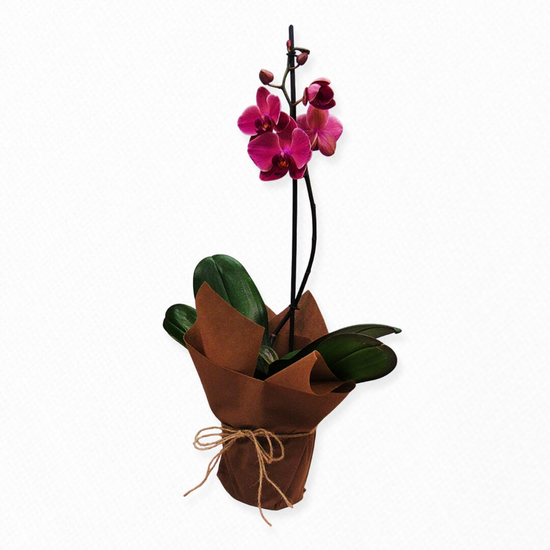 Bono de Pésame en bolsa de tela de organza y planta