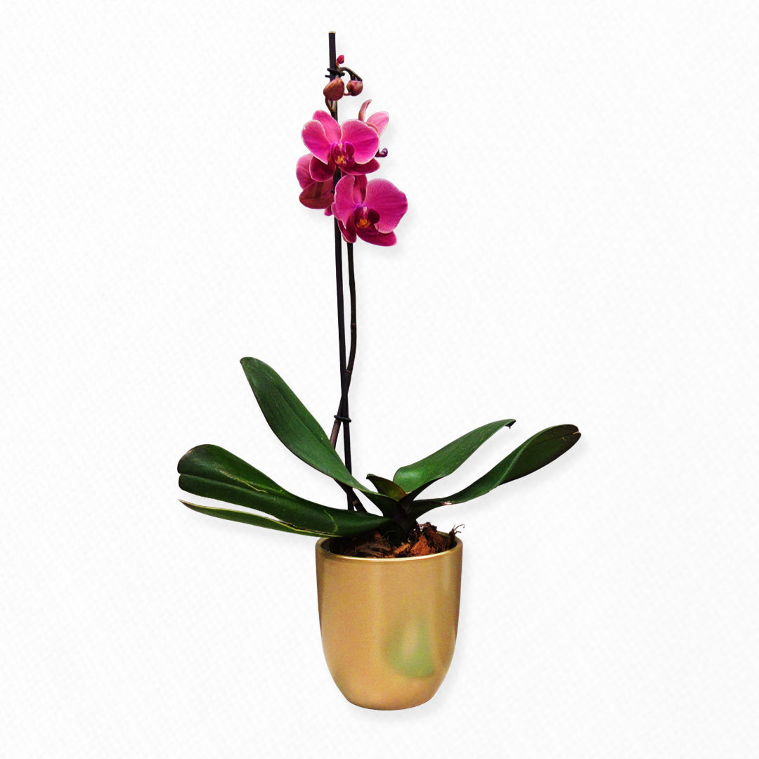 Bono de Toda Ocasión en sobre y planta en matero