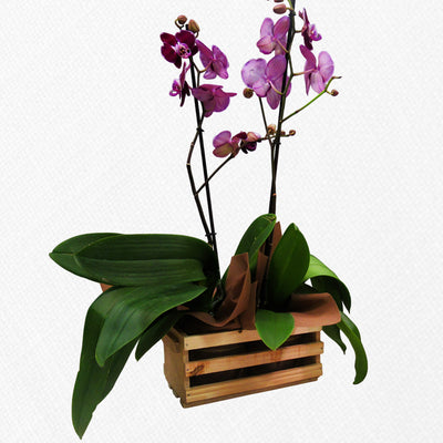 Dos orquídeas en contenedor de madera