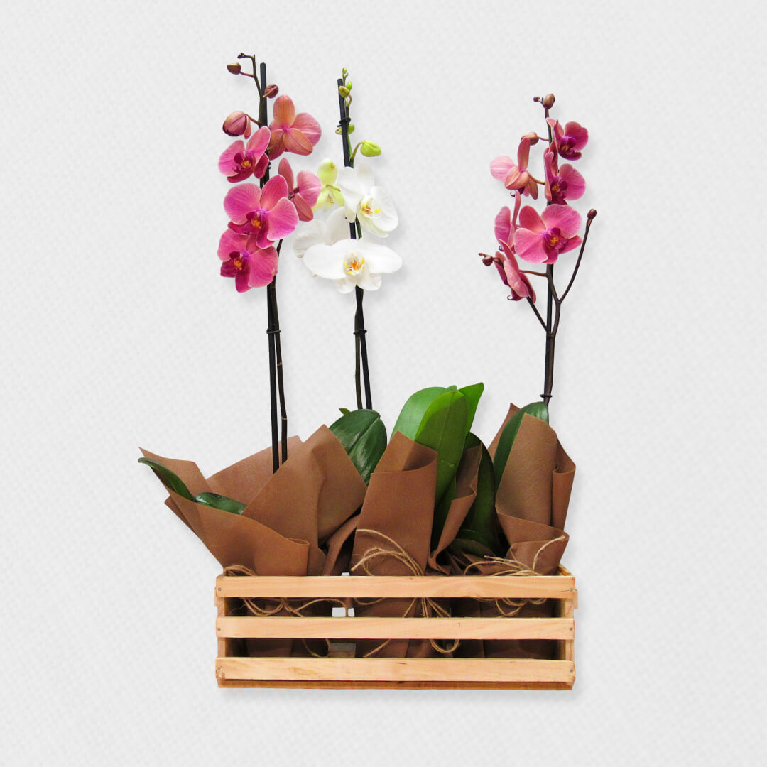 Bono de Pésame en caja y tres plantas en contenedor de madera