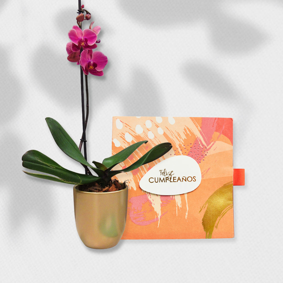 Bono de Toda Ocasión en sobre y planta en matero