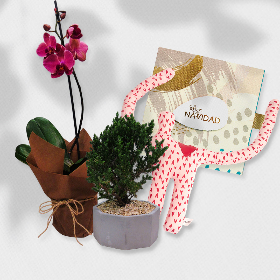 Bono de Toda Ocasión en sobre, planta y Abrazador