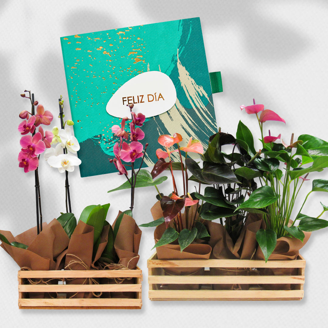 Bono de Toda Ocasión en sobre y tres plantas en contenedor de madera