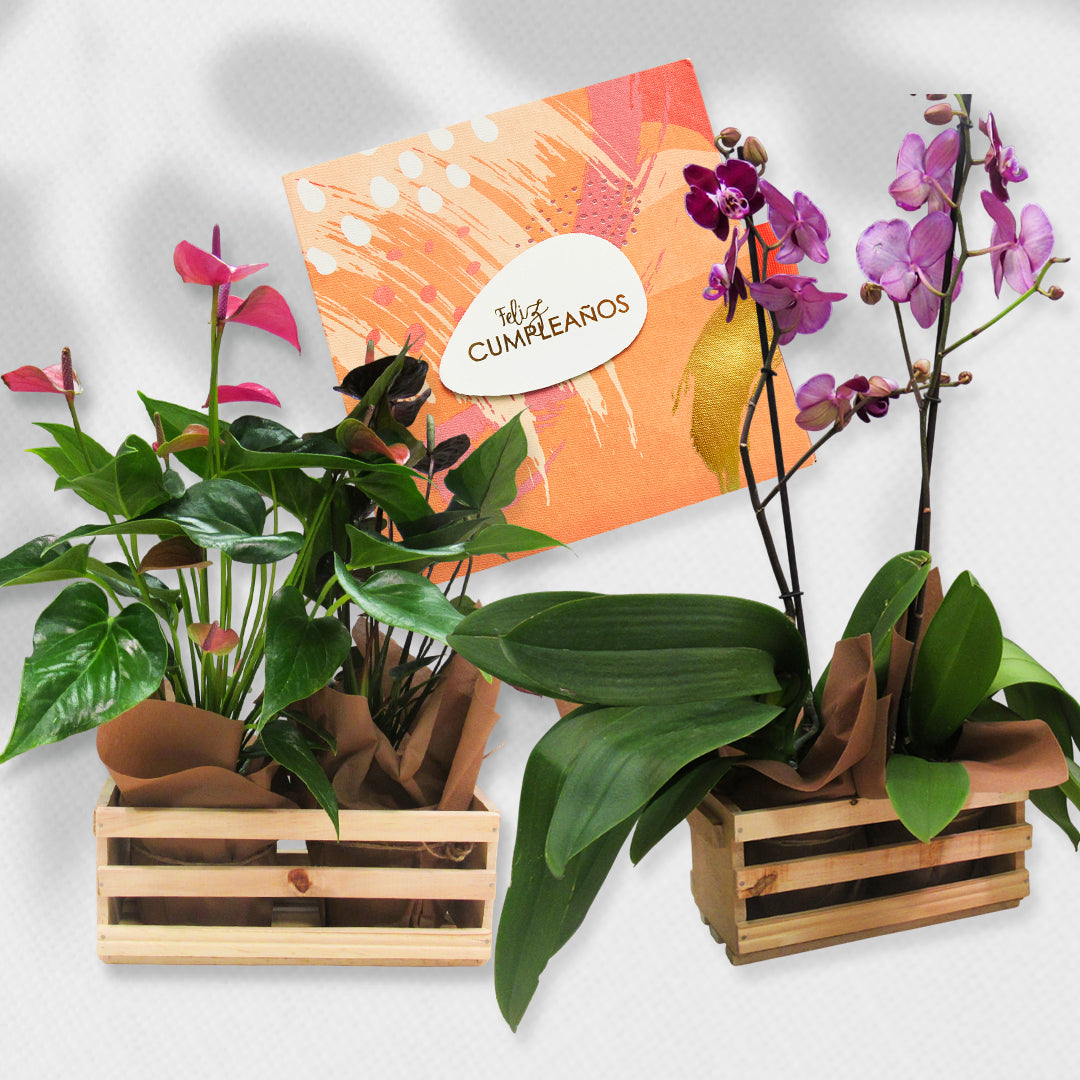 Bono de Toda Ocasión en sobre y dos plantas en contenedor de madera
