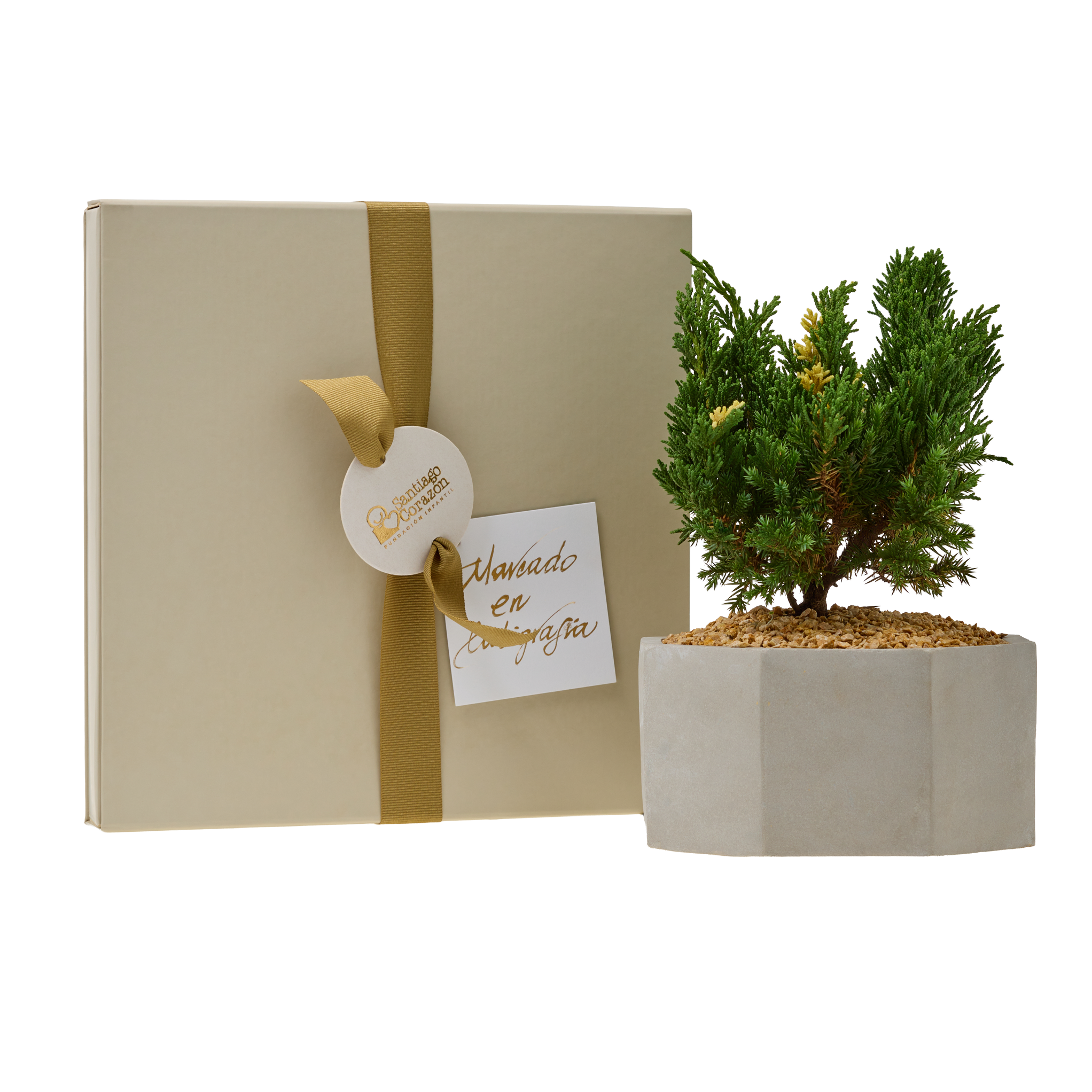 Bono de Pésame en caja con pétalos con Bonsai