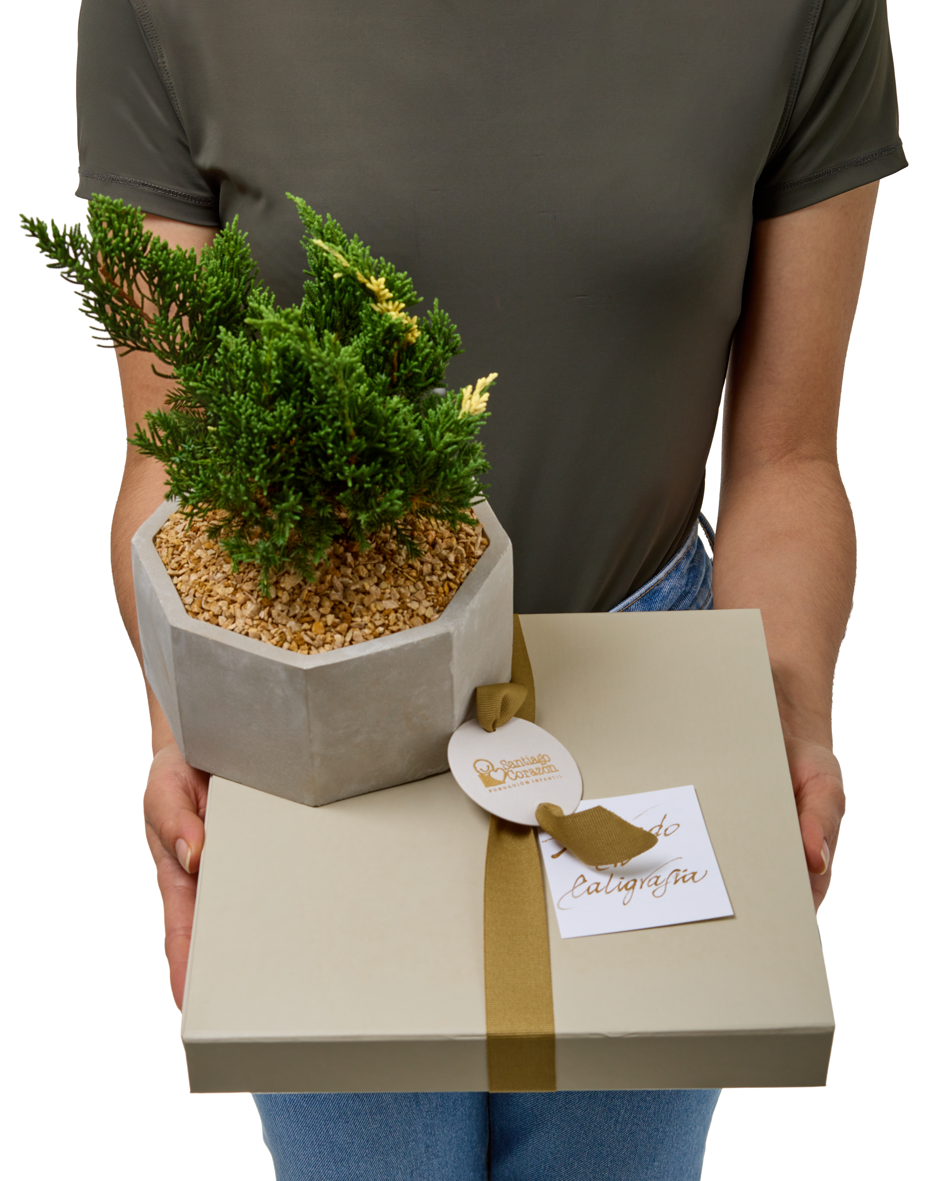 Bono de Pésame en caja con pétalos con Bonsai