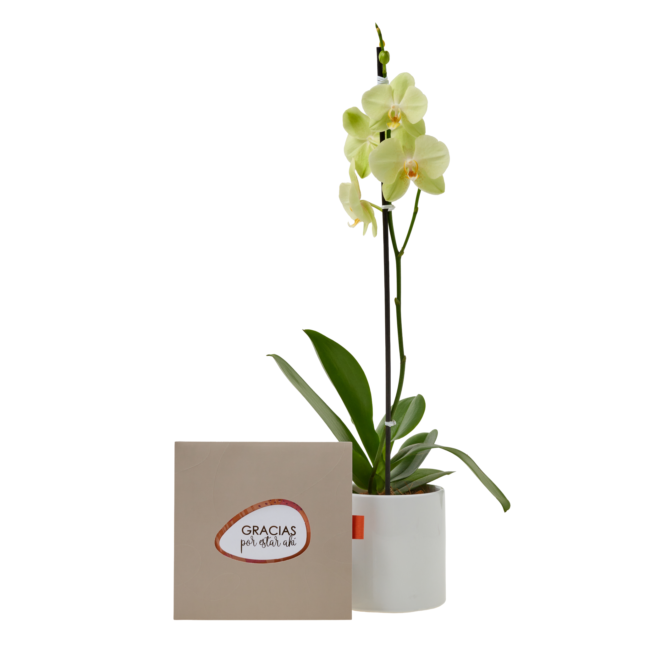 Bono de Toda Ocasión en sobre y Orquídea en matero