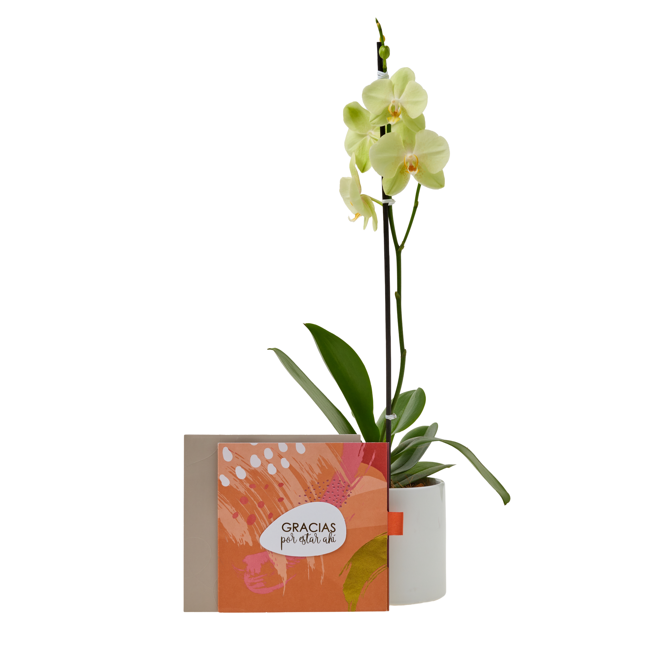 Bono de Toda Ocasión en sobre y Orquídea en matero