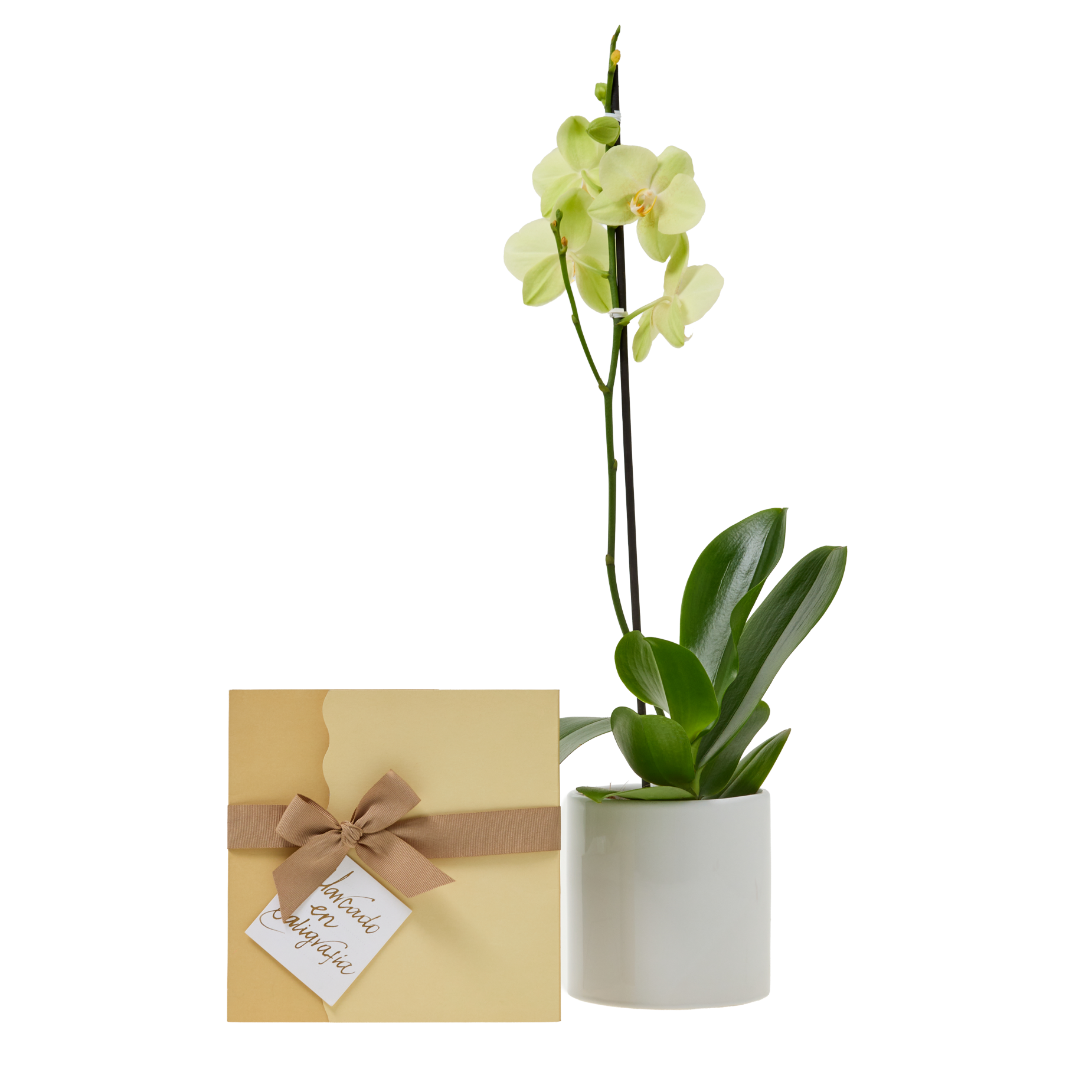 Bono de Pésame en sobre con Orquídea en matera