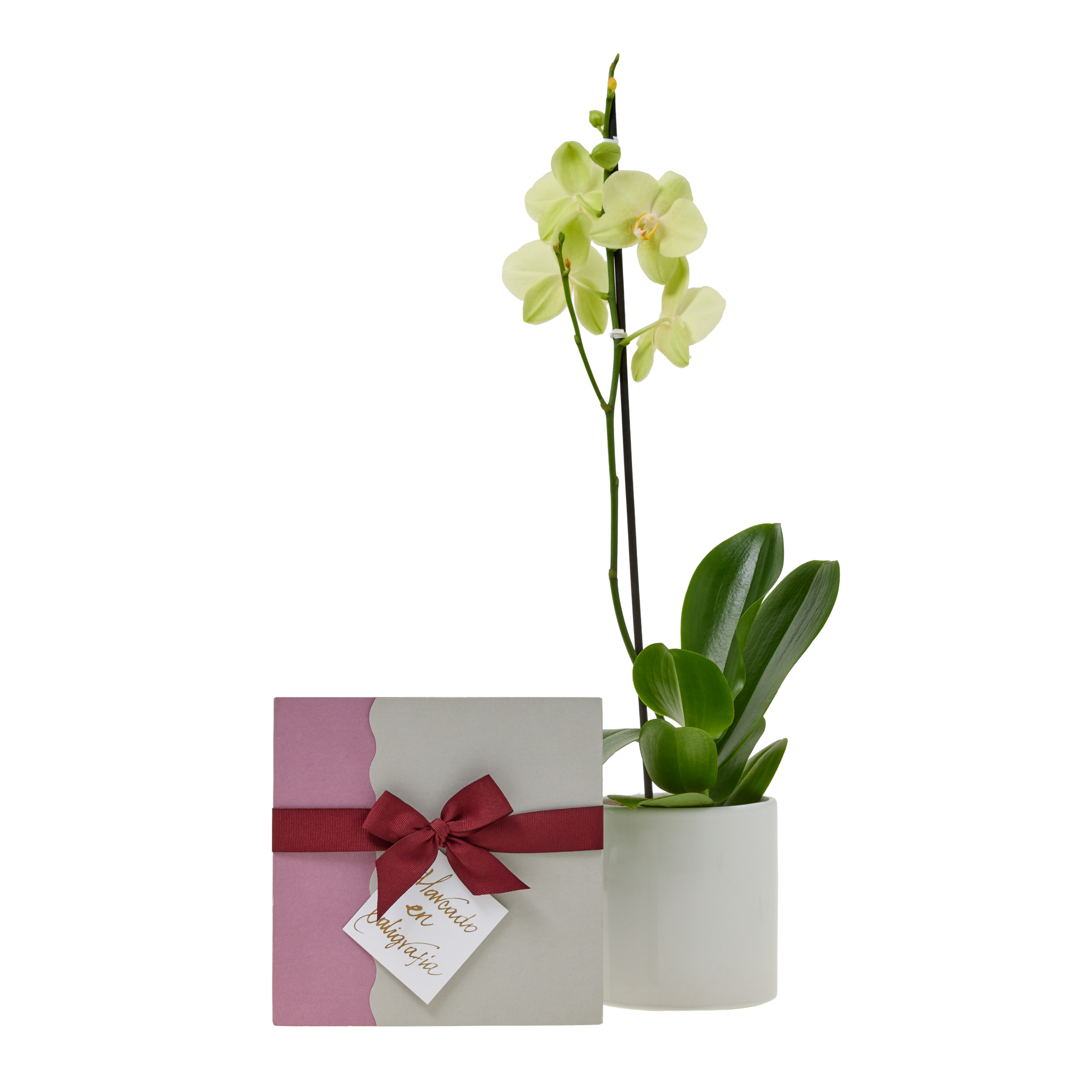 Bono de Pésame en sobre con Orquídea en matera