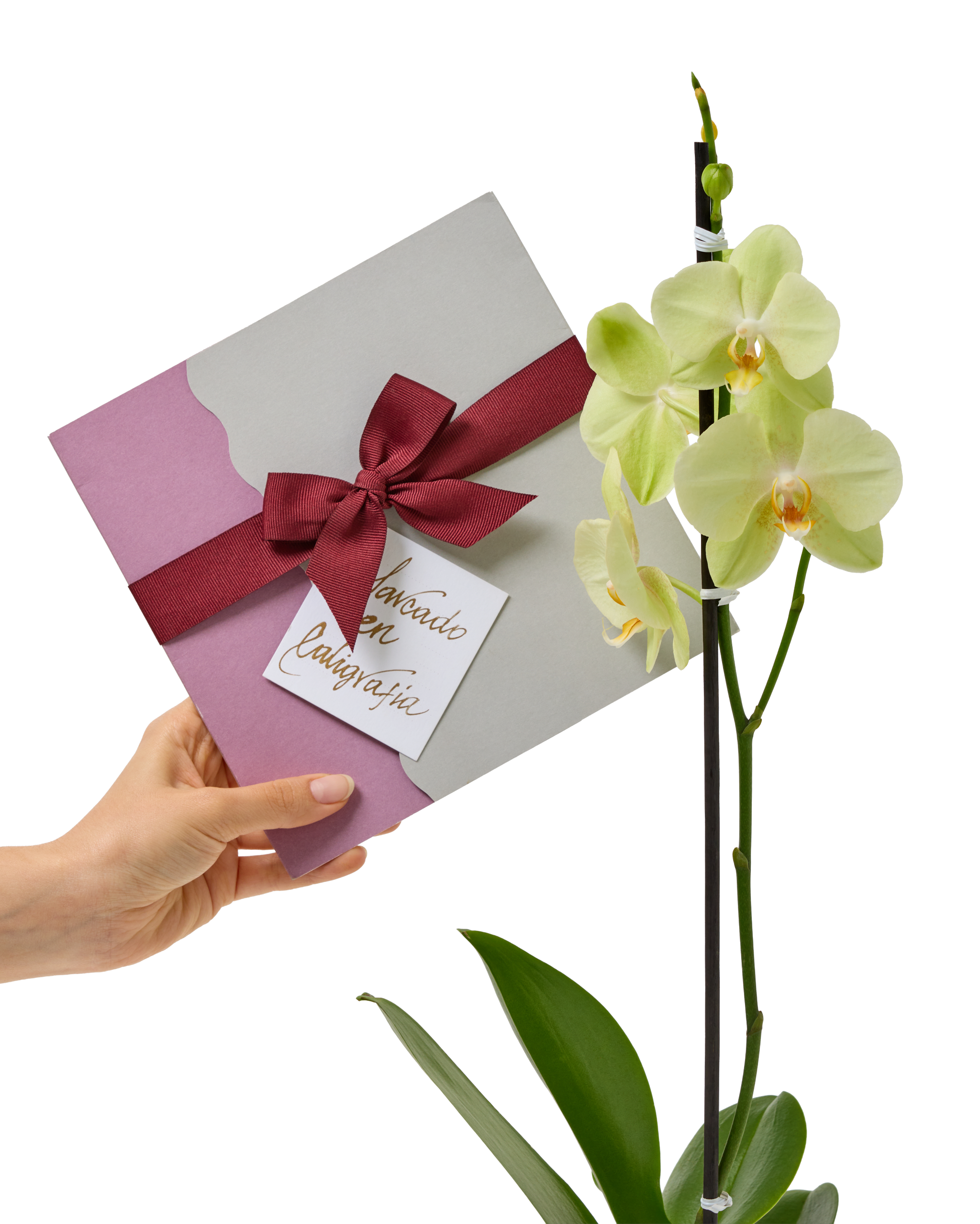 Bono de Pésame en sobre con Orquídea en matera