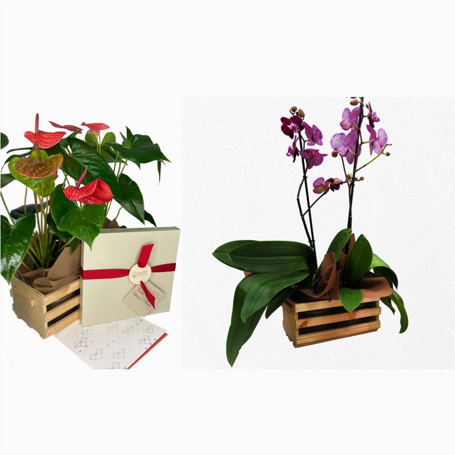 Bono de Pésame en caja y dos plantas en contenedor de madera