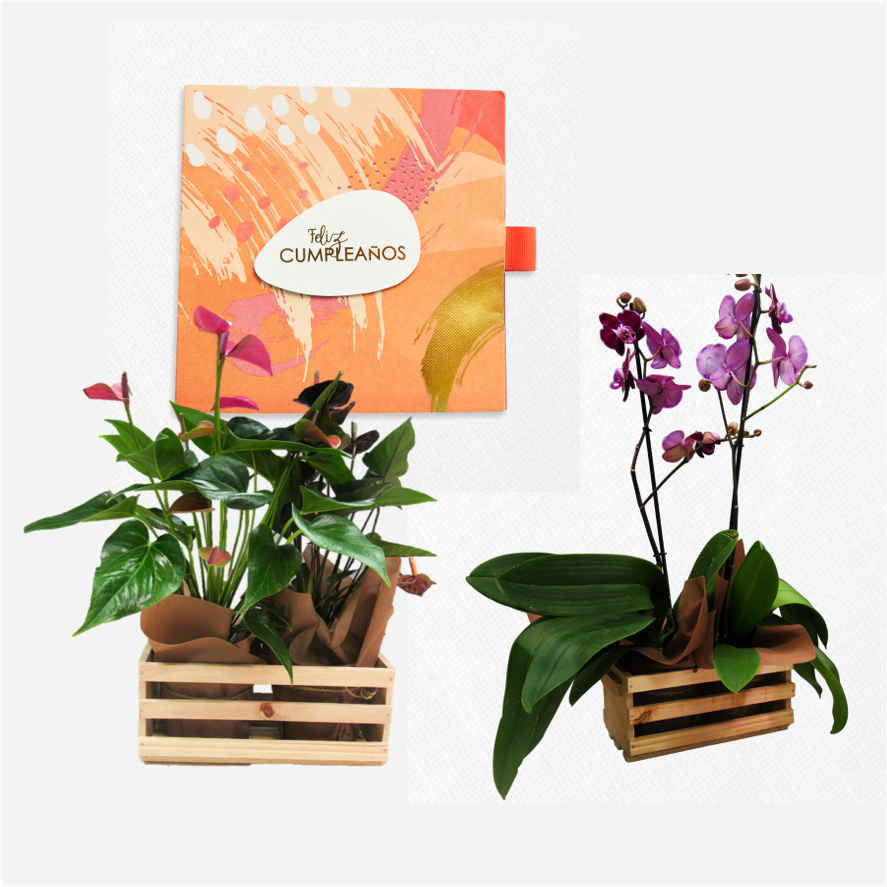 Bono de Toda Ocasión en sobre y dos plantas en contenedor de madera