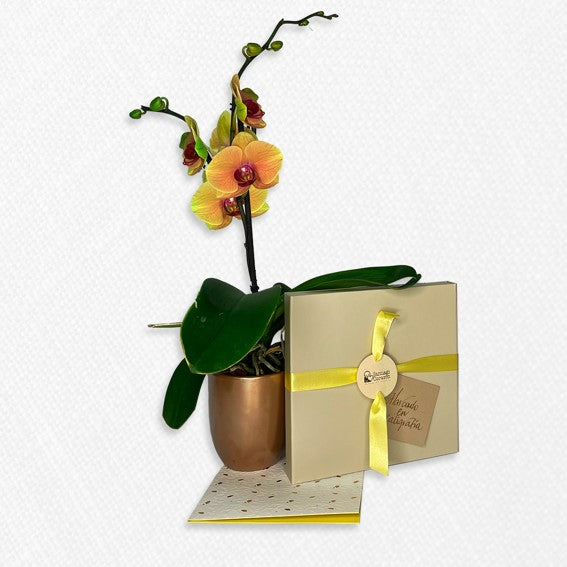 Bono de Pésame en caja y planta en matera