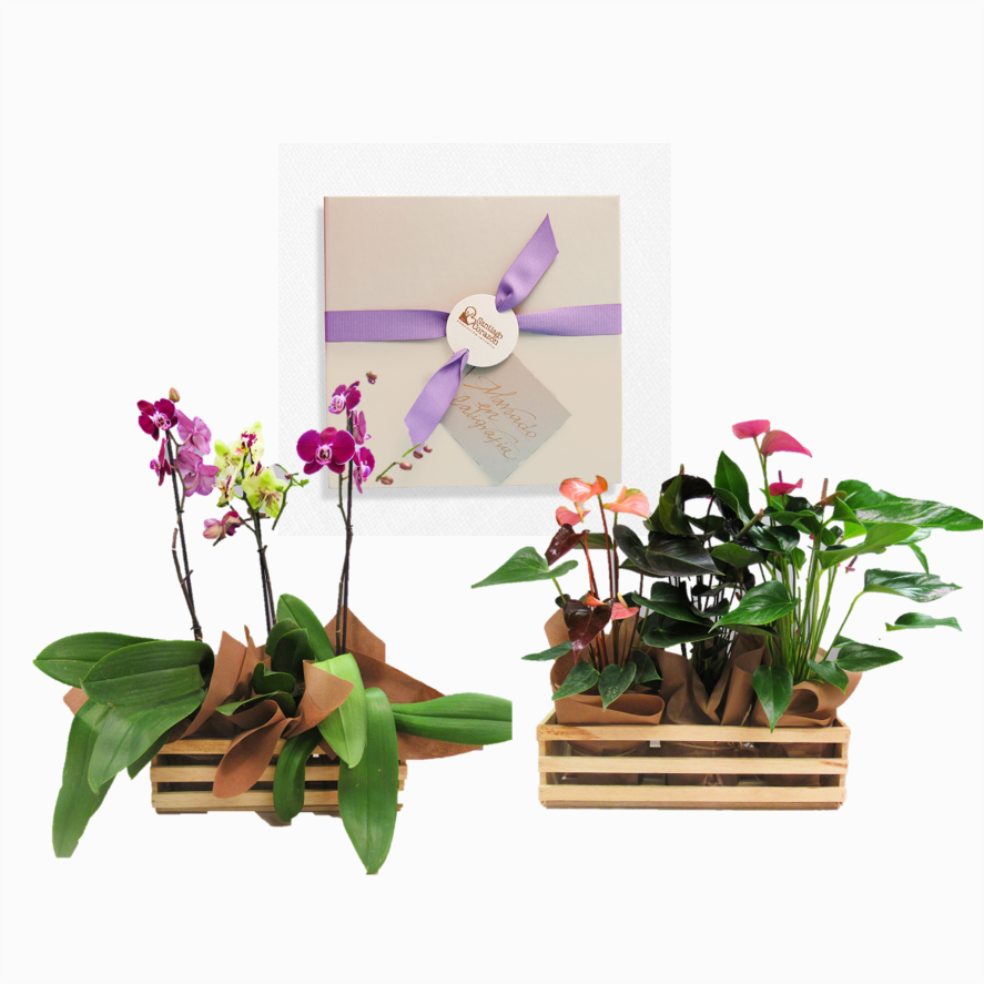 Bono de Pésame en caja y tres plantas en contenedor de madera