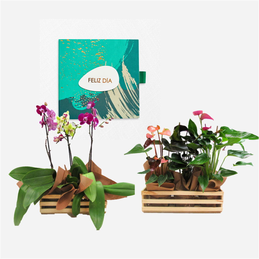 Bono de Toda Ocasión en sobre y tres plantas en contenedor de madera