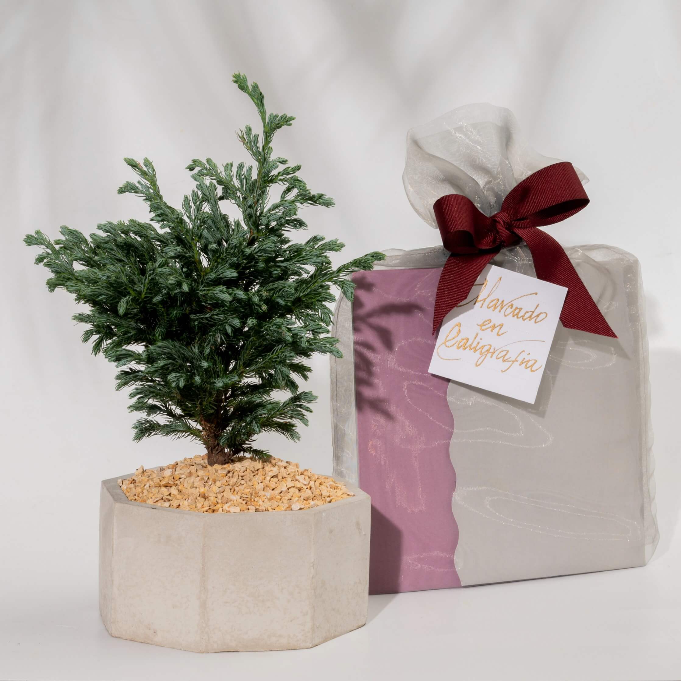 Bono de Pésame en bolsa de tela de organza 2025 con Bonsai