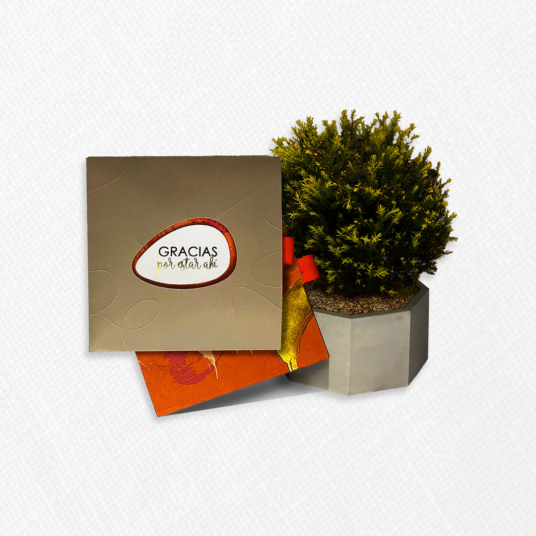 Bono de Toda Ocasión en sobre y planta