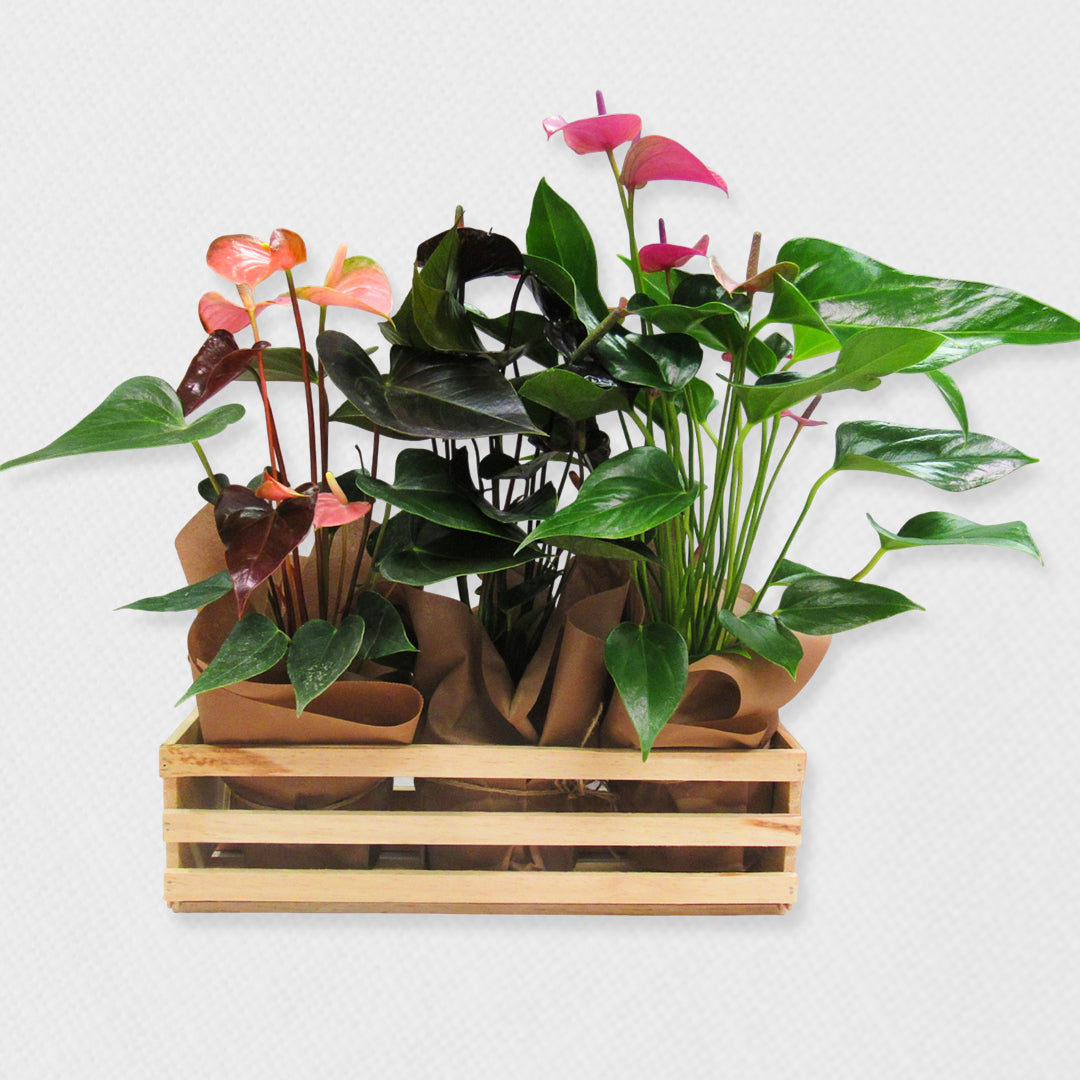 Tres anturios en contenedor de madera