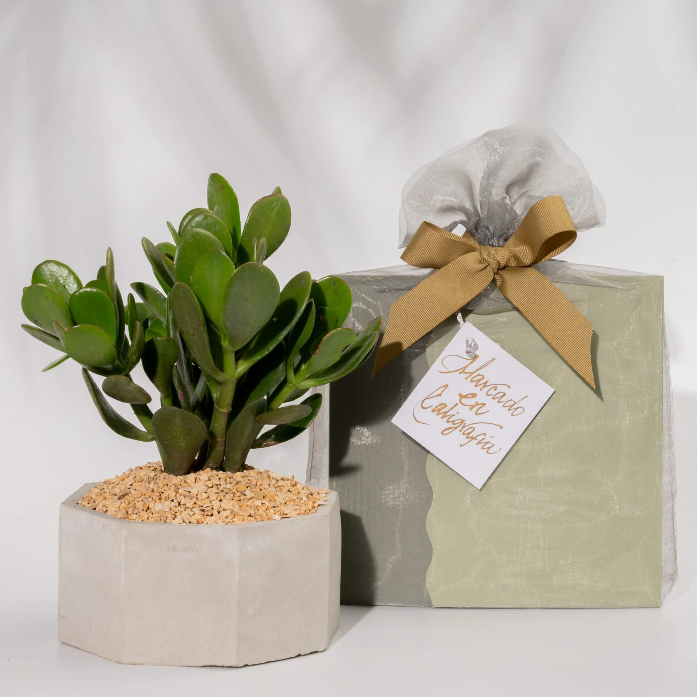 Bono de Pésame en bolsa de tela de organza 2025 con Bonsai